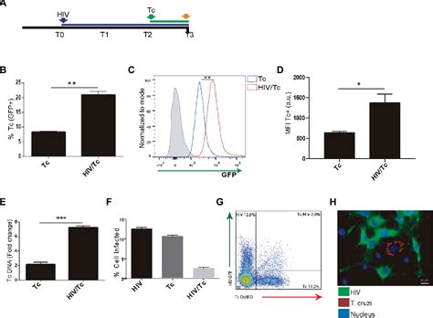 Figure From Priming Astrocytes With Hiv Induced Reactive Oxygen