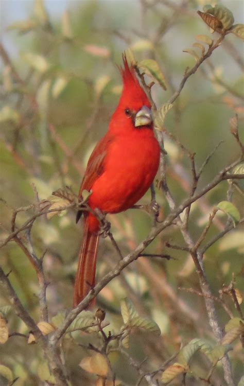 Vermilion Cardinal | BirdForum