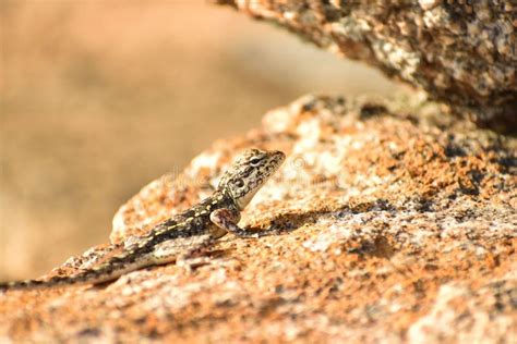 Sand Gecko Or Stenodactylus Petrii On A Stone Stock Image Image Of