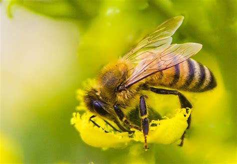 Insecto Abeja Entomolog A Foto Gratis En Pixabay Pixabay