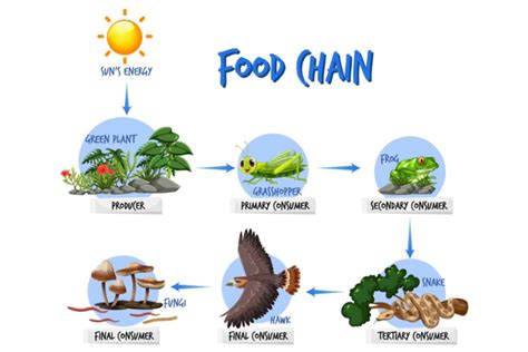 Contoh Contoh Rantai Makanan Dan Jaring Jaring Makanan Beserta