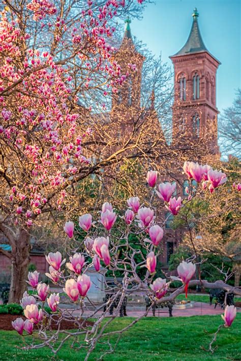 The Saucer Magnolias At The Enid A Haupt Garden Behind The Smithsonian