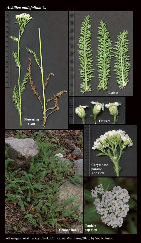 Achillea Millefolium The Arizona Native Plant Society