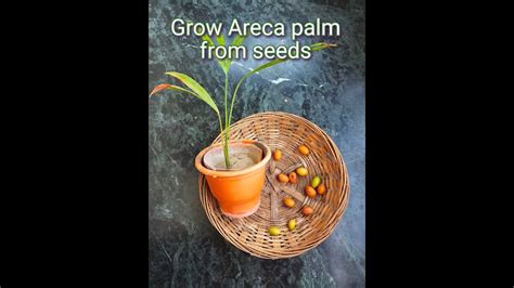 How To Grow Areca Palms From Seeds Indoor Plant Best Air Purifying