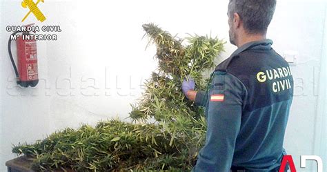 La Guardia Civil Interviene Cinco Kilos De Marihuana En Una Plantación