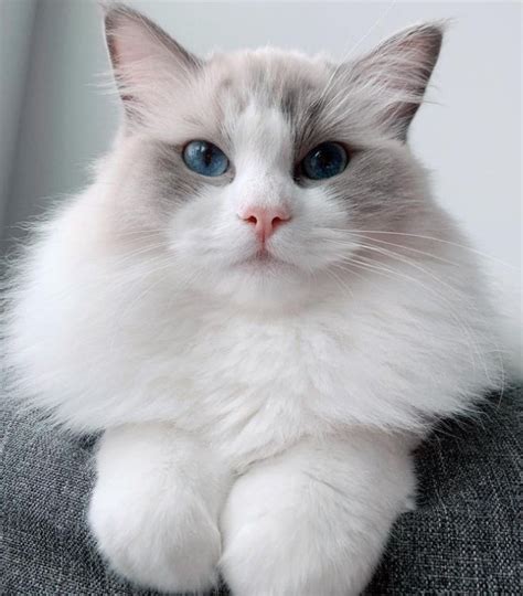 Ragdoll Cat Therian Wiki Otherkin Fictionkin Amino