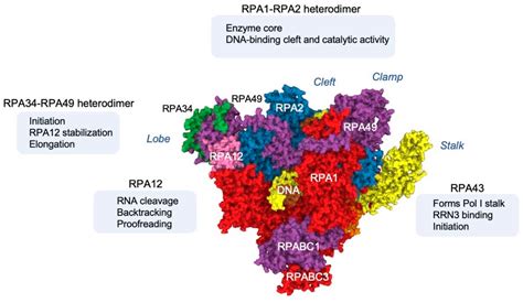 Cancers Free Full Text Regulation Of Rna Polymerase I Stability And