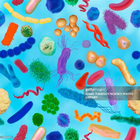 Various Bacteria Illustration High-Res Vector Graphic - Getty Images