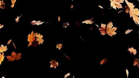 Maple Leaves Falling Alpha 01 Hd Stock Video Envato Elements