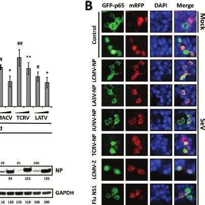 Sev Induced Activation Of An Nf B Responsive Promoter Is Inhibited