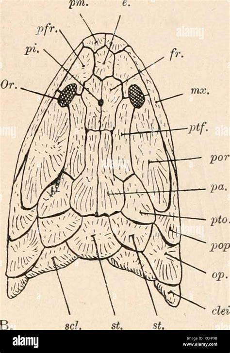 stämme der wirbeltiere Evolución Paleontología Vertebrados