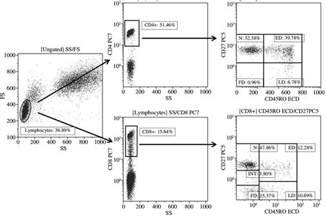 Gating Strategy For T Cell Subsets Gating Is Shown For A Download Scientific Diagram