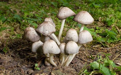 Magic Mushrooms Legal States Psilocybin Use Best Mushroom Store