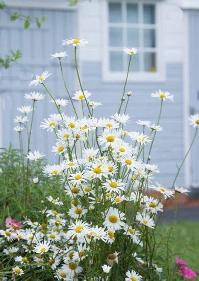 Stunning White Flowers With Yellow Center