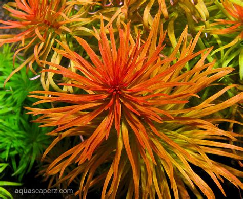 The full glory of Ludwigia . . . "Pantanal" - General Aquarium Plants ...