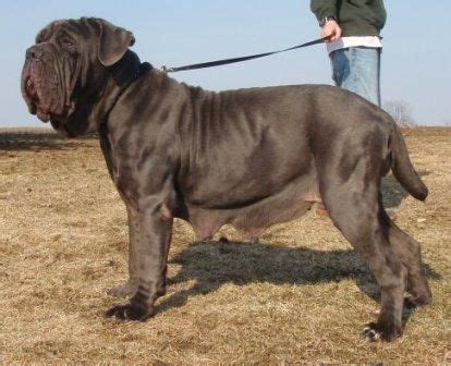 Neapolitan Mastiff Info, Temperament, Puppies, Pictures