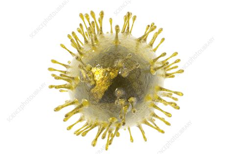 Hepatitis C Virus Illustration Stock Image C Science