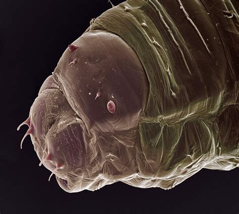 Gall Midge Larva Photograph By Steve Gschmeissner Pixels