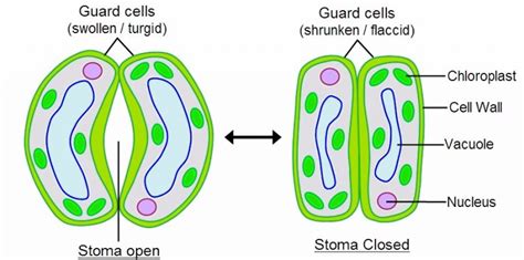 Guard Cell Diagram - CBSE Class Notes Online - Classnotes123