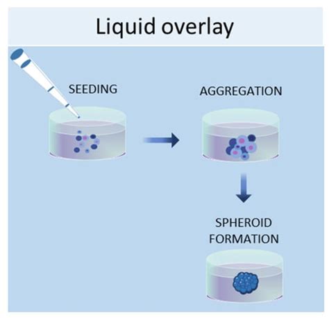 Ijms Free Full Text Three Dimensional Cell Cultures The Bridge