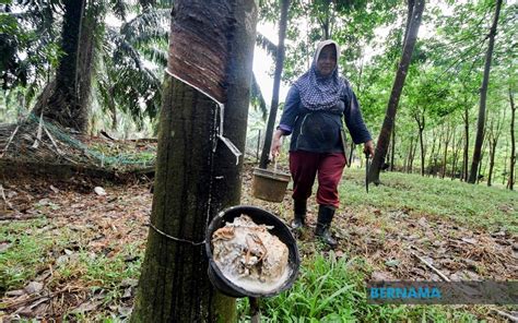 Bernama Pengeluaran Getah Asli Merosot Hingga Awal Itrc