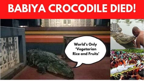 Kerala S Famous Vegetarian Crocodile Babiya No More Hundreds Attend