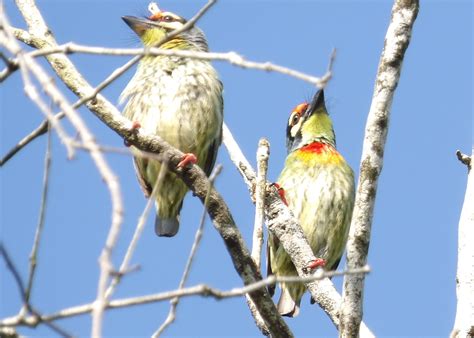 Barbu à Plastron Rouge Megalaima Haemacephala Coppersmith Barbet