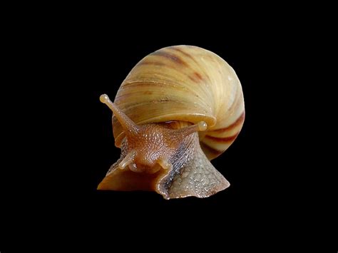 Snail Shell Molluscs Free Photo On Pixabay