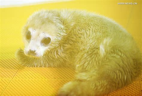 New Born Seal Pup Makes Debut At Harbin Polarland China Plus