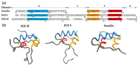 Cells Free Full Text Understanding Igf Ii Action Through Insights Into Receptor Binding And