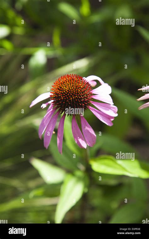 Bee On Echinacea Purpurea Purple Coneflower Stock Photo Alamy