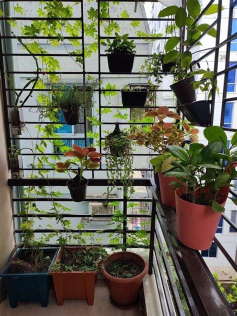 बालकनी में नहीं है पर्याप्त जगह तो ऐसे लगाएं पौधे खूब खिलेंगे Grow Plants In Hanging Pots In