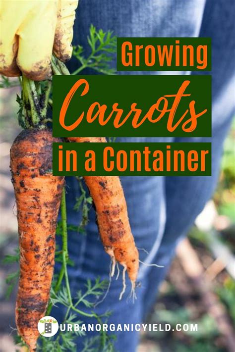 A Guide On How To Grow Carrots In A Pot Or Container Growing Carrots