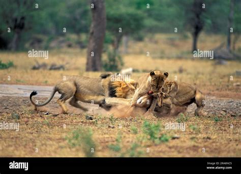 African Lions Panthera Leo Hunting Antelope Kruger National Park