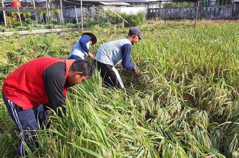 Produksi Beras Januari Desember 2022 Di Kalbar Surplus 21577 Ton