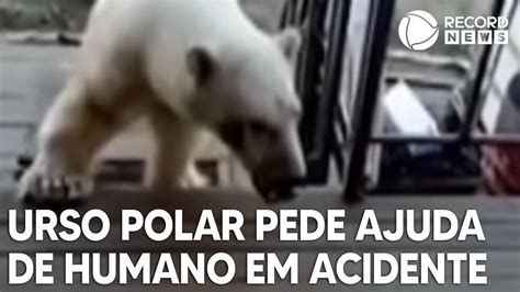 Urso Polar Fica Boca Presa Em Lata E Pede Ajuda A Humano Youtube