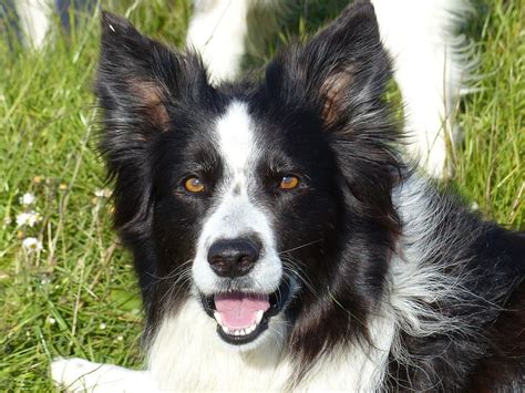 Border Collie Conoces La Raza Consejos Veterinarios