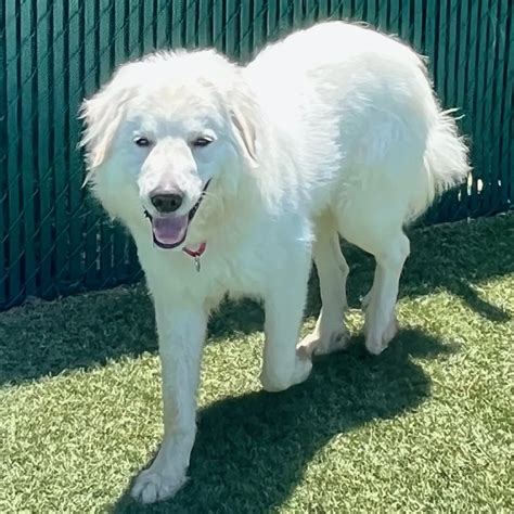 Marble Great Pyrenees Rescue Of Atlanta