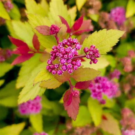 Spirea Poprocks Rainbow Fizz Sugar Creek Gardens