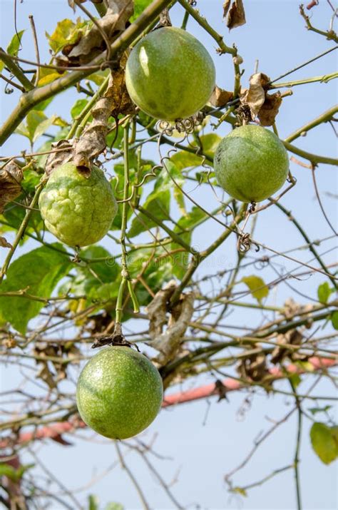 Unripe Passionfruit Stock Image Image Of Nature Unripe 44556565