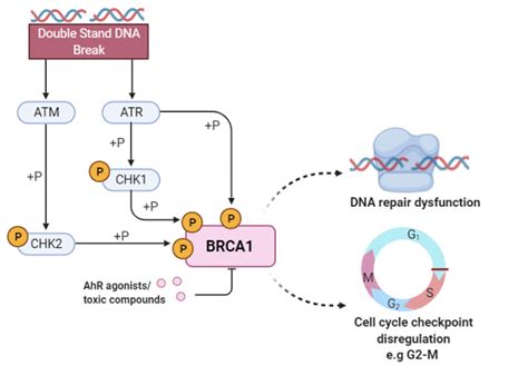 Breast Cancer Type Susceptibility Protein Brca Activity In