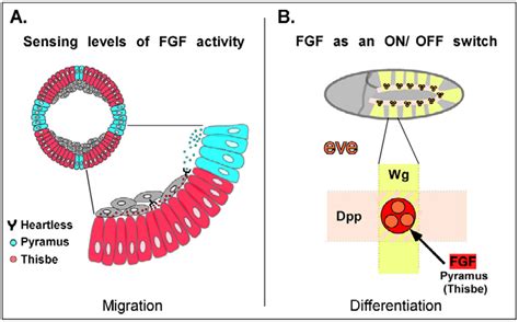 A Model For Fgf Signaling Through Heartless A The Location Of The Download Scientific