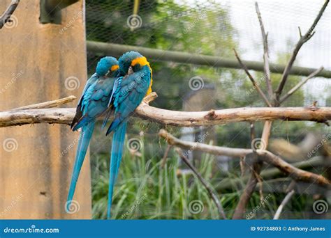 Parrot Perched On A Tree Stock Image Image Of Avian