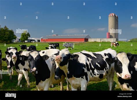 Curious Holstein Cows On A Dairy Farm In Rural Ontario With Barn And