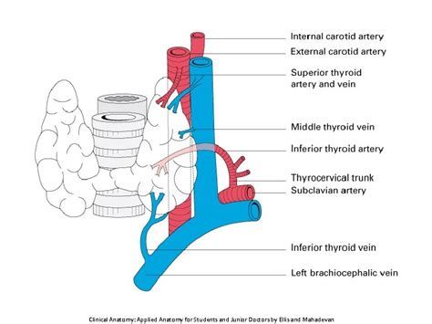 Approach To Neck Lump Thyroid Lumps And Cancers