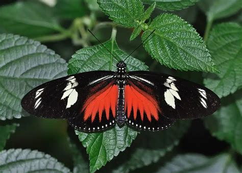 35 Vivid Butterflies In The Rainforest (with Pictures)