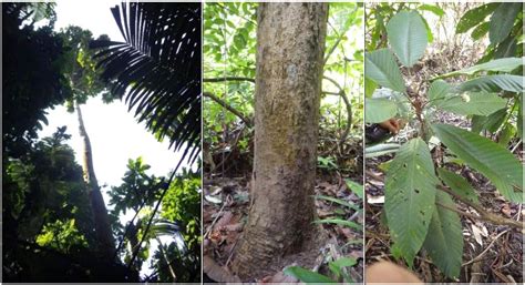 Pohon Pohon Langka Indonesia Bagaimana Nasibnya