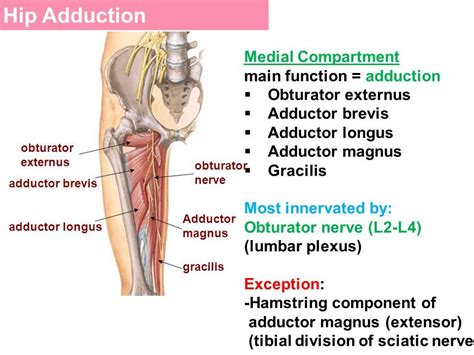 Thigh Muscles Origin Insertion Nerve Supply Action How To Relief