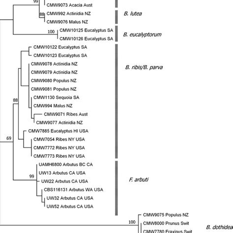 Most Parsimonious Tree Showing Phylogenetic Relationships Among Download Scientific Diagram