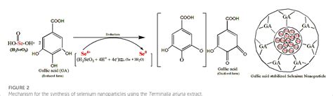 Figure 2 From Facile Green Synthesis And Characterization Of Terminalia